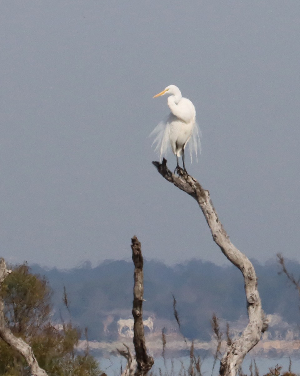 Great Egret - ML414337741