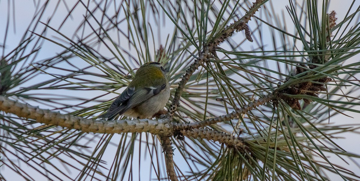 Common Firecrest - Francisco Pires