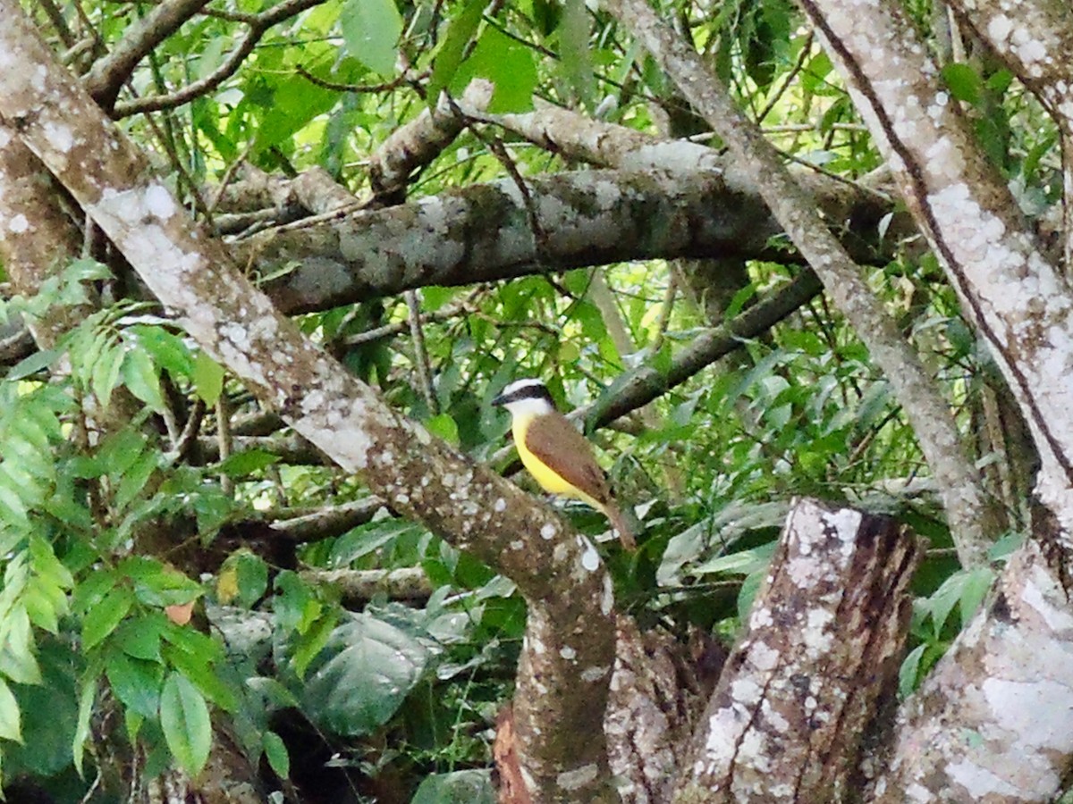 Great Kiskadee - ML414337861