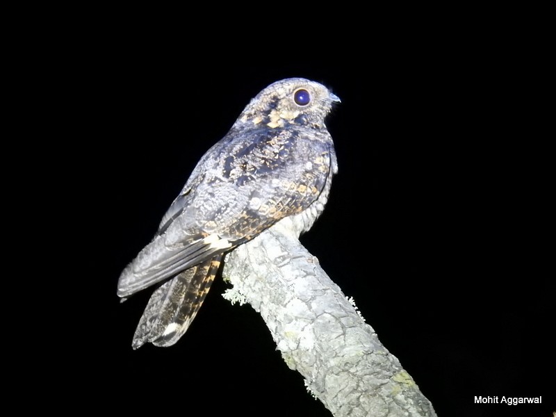 Gray Nightjar - ML41433831