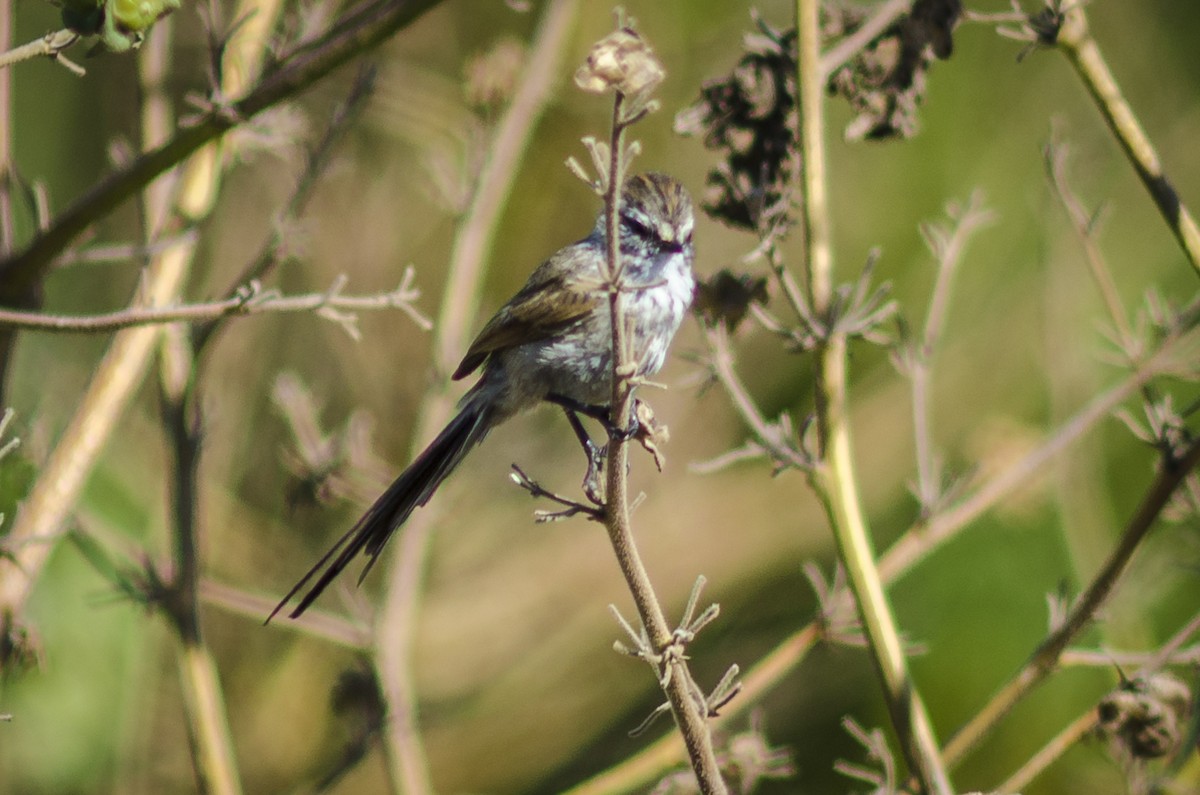 Plain-mantled Tit-Spinetail - ML414338961