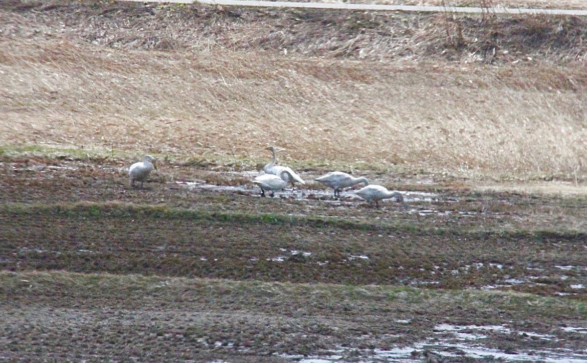 sangsvane - ML41433901