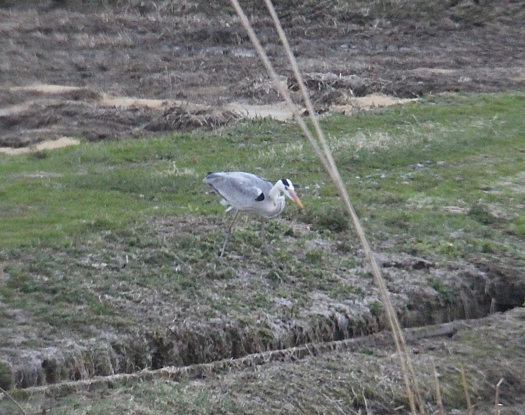 gråhegre - ML41433971