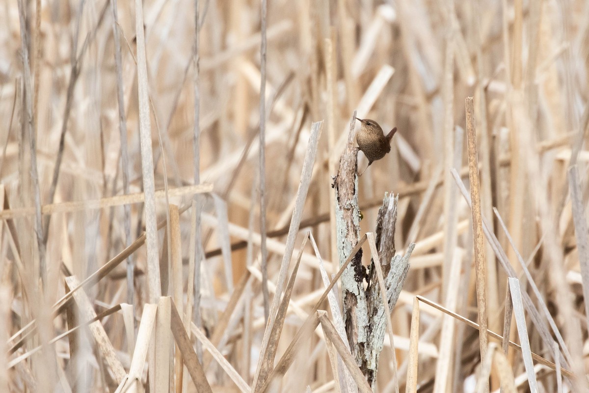 Winter Wren - ML414343981