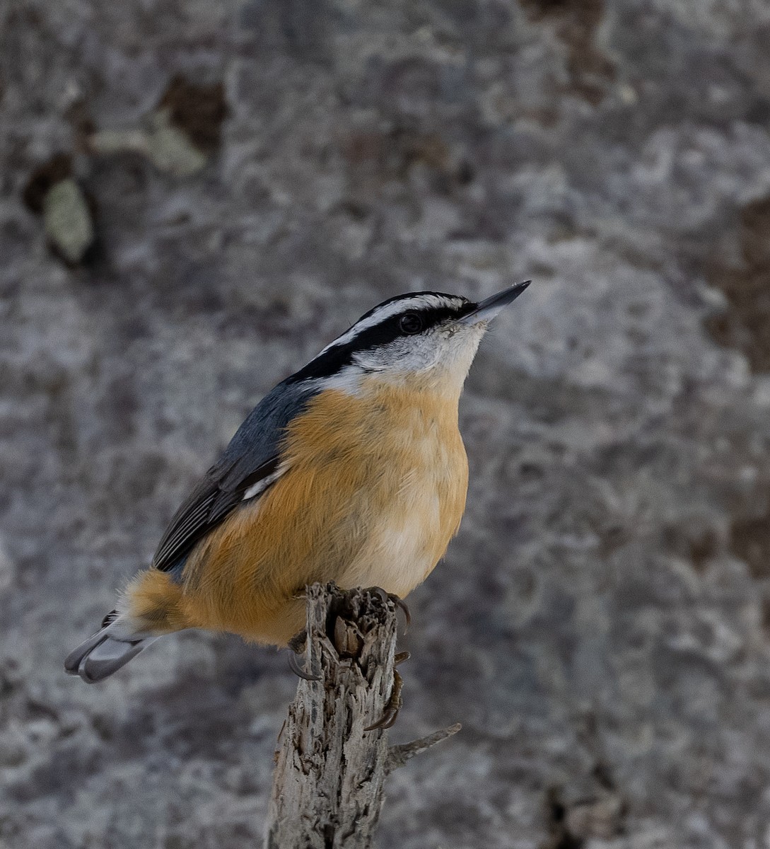 Red-breasted Nuthatch - ML414345571