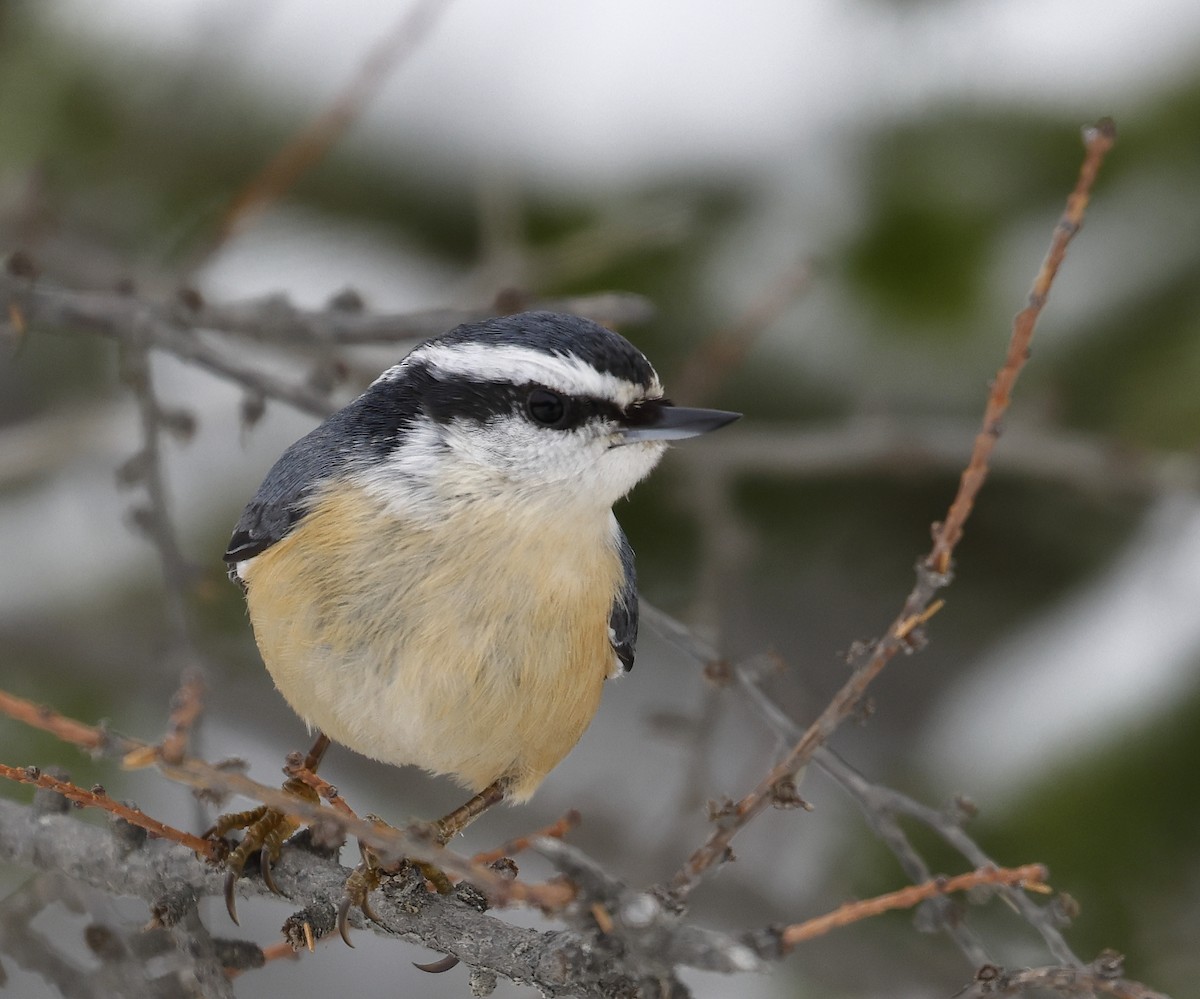 Red-breasted Nuthatch - ML414347661