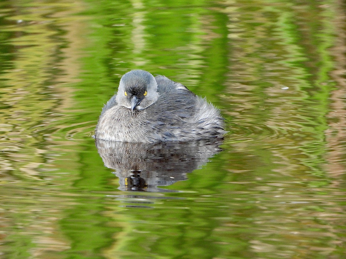 Least Grebe - Joe RouLaine