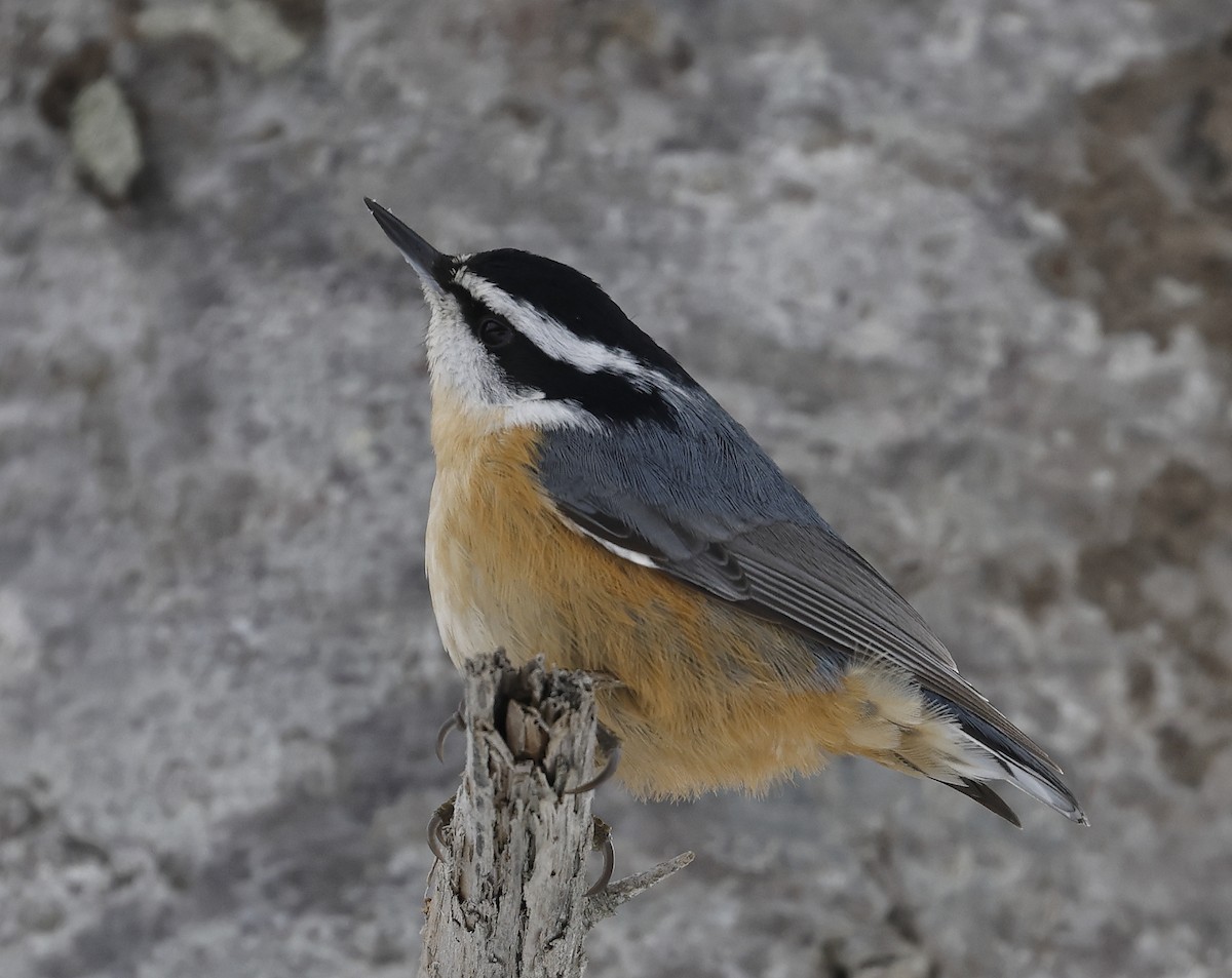 Red-breasted Nuthatch - ML414348531