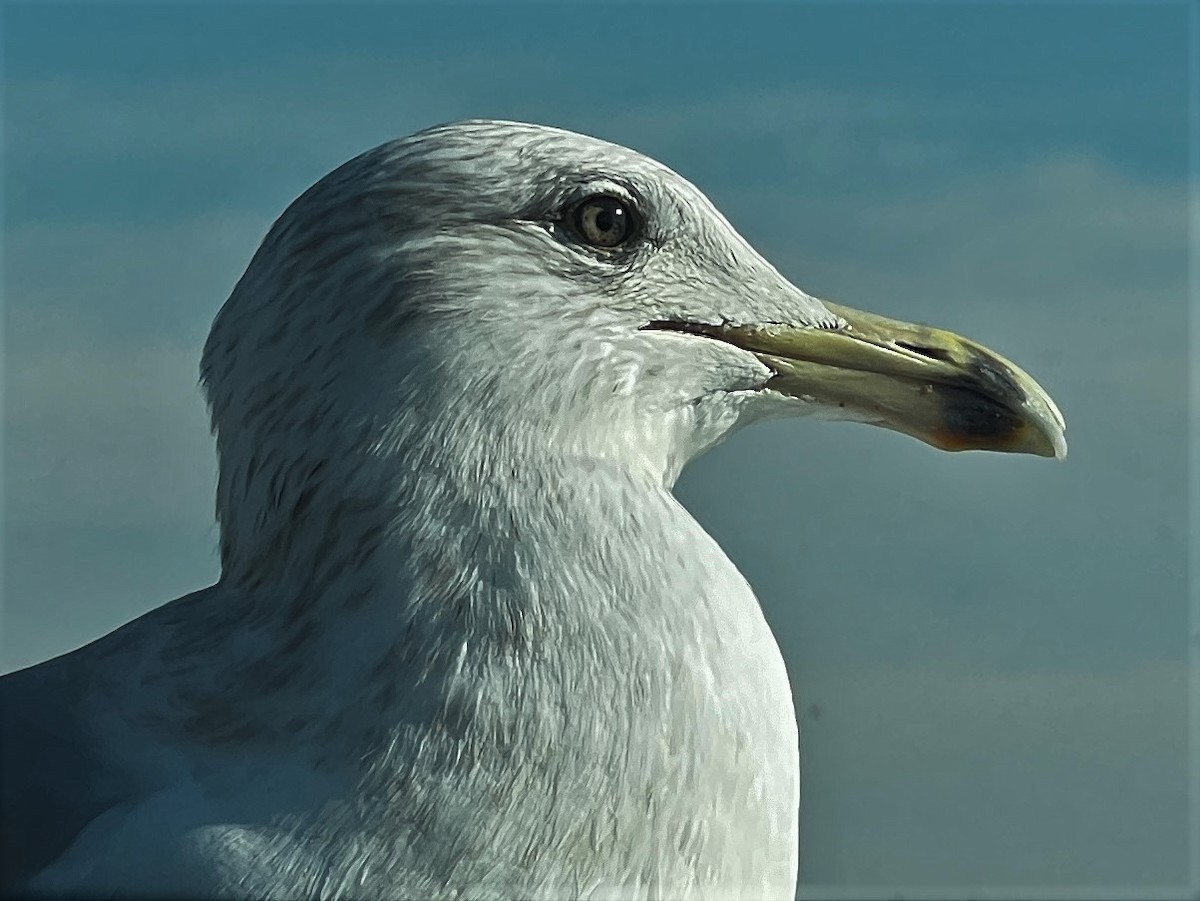 Gaviota Argéntea - ML414350201