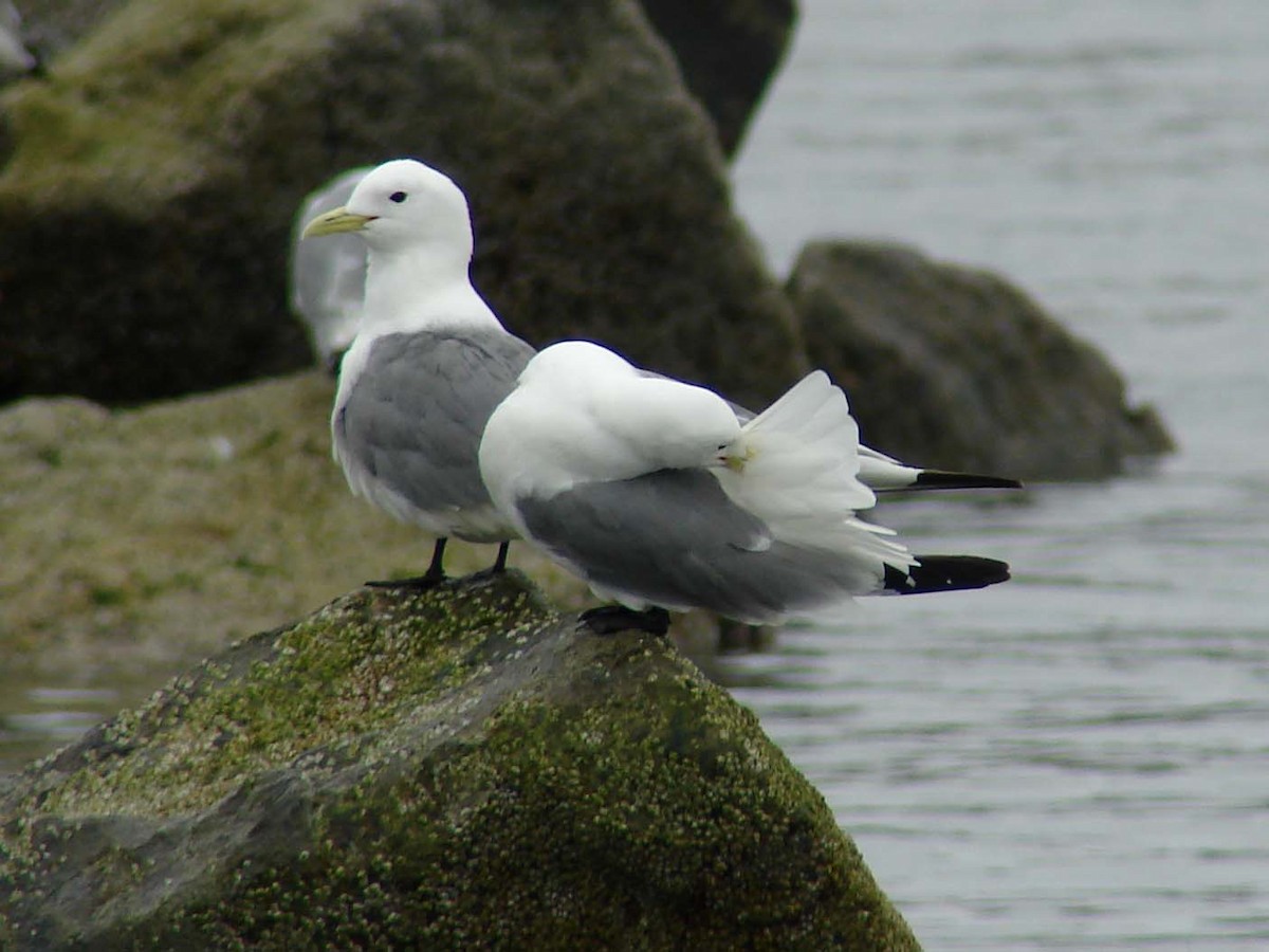Mouette tridactyle - ML41435031