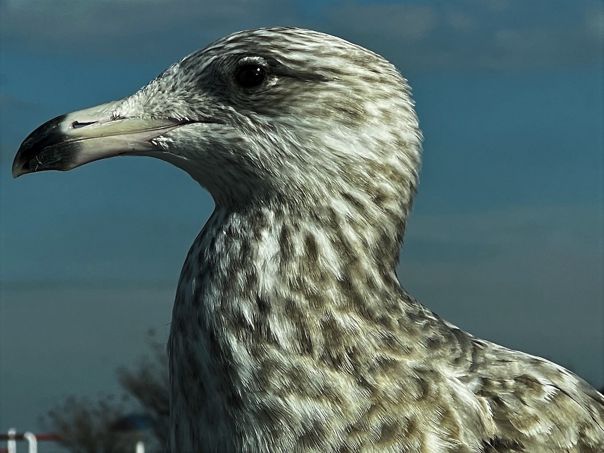 Gaviota Argéntea - ML414350321