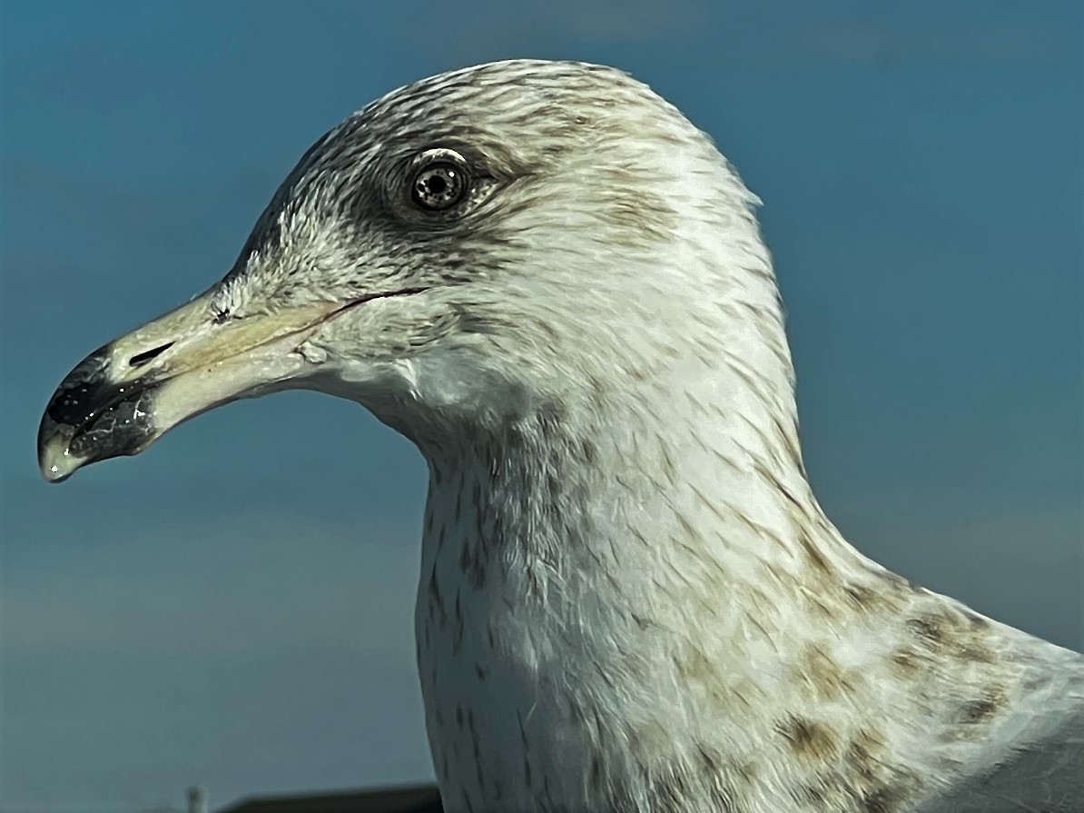 Gaviota Argéntea - ML414350491