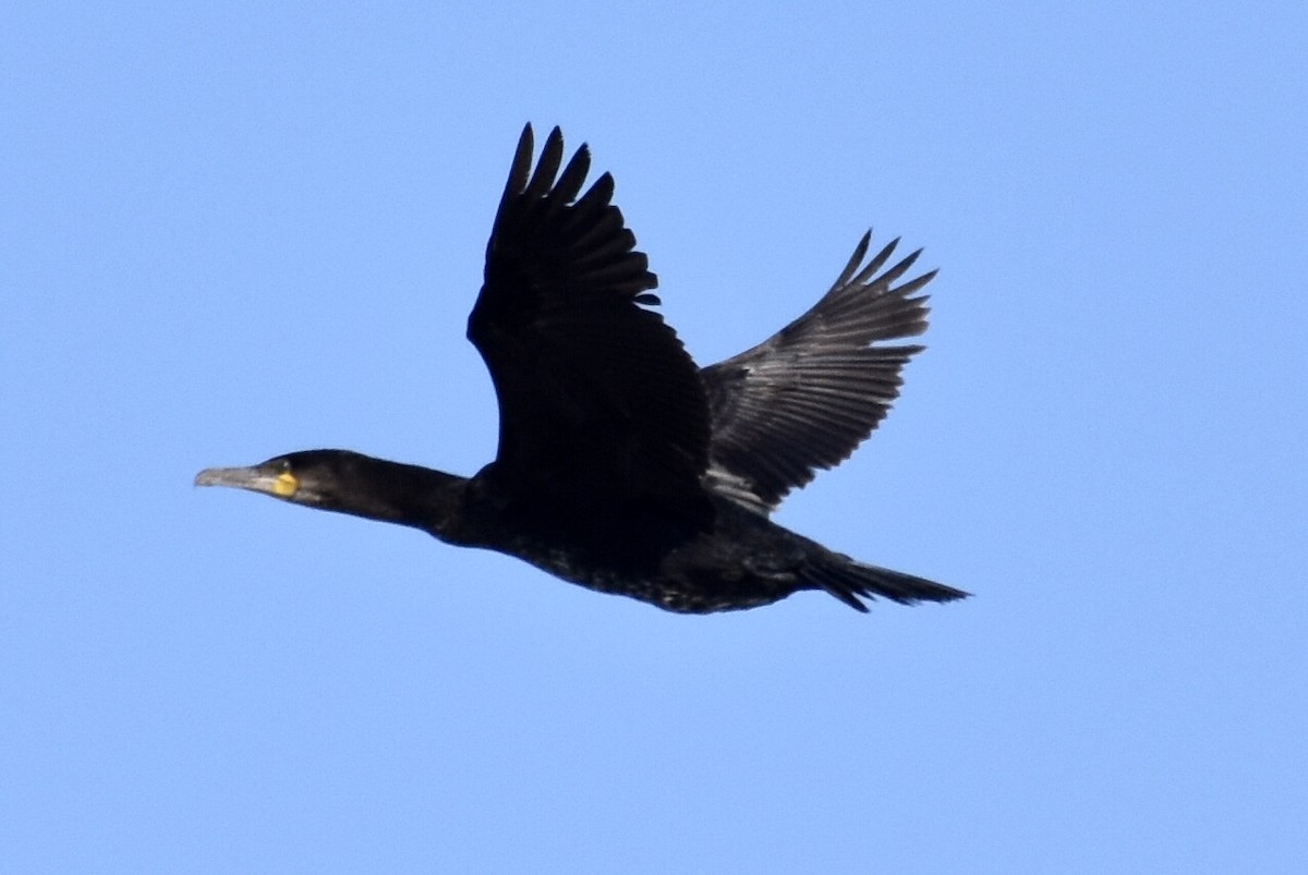 Great Cormorant - ML414350621