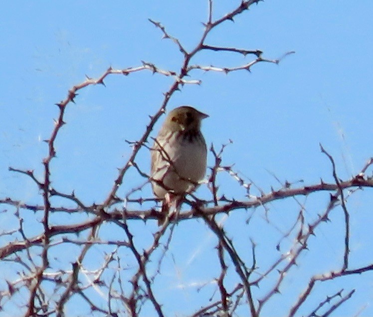 Baird's Sparrow - Vickie Park
