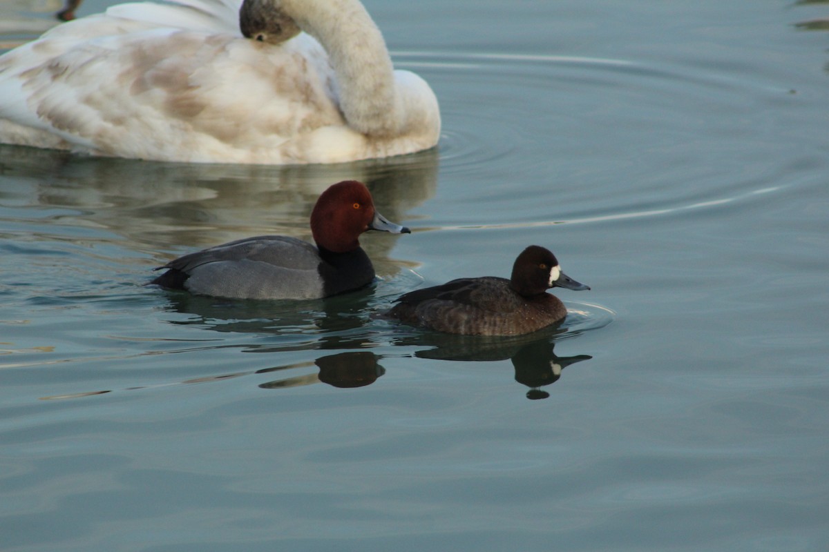 Redhead - ML414351891