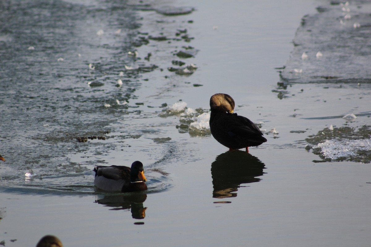 American Black Duck - Lorenzo Colantoni