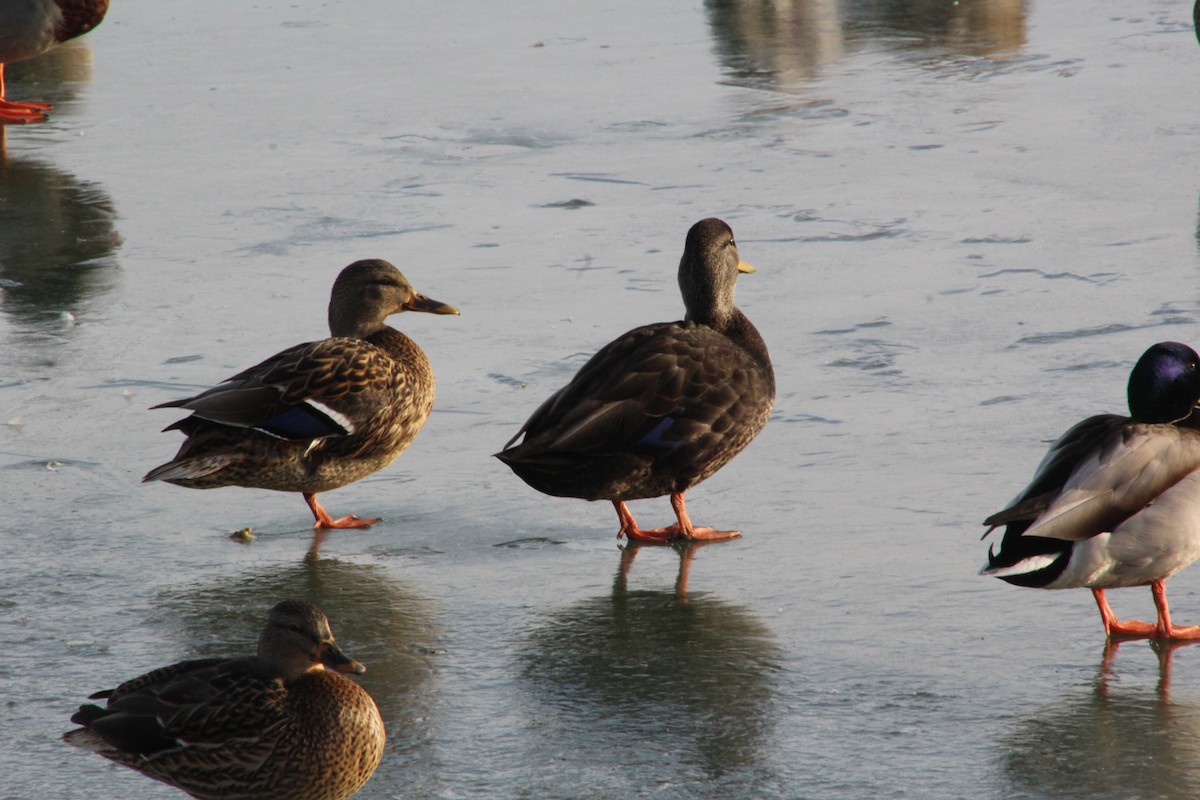 American Black Duck - ML414352391