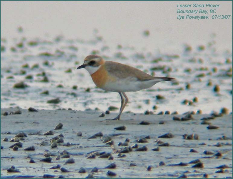 Siberian Sand-Plover - ML41435281