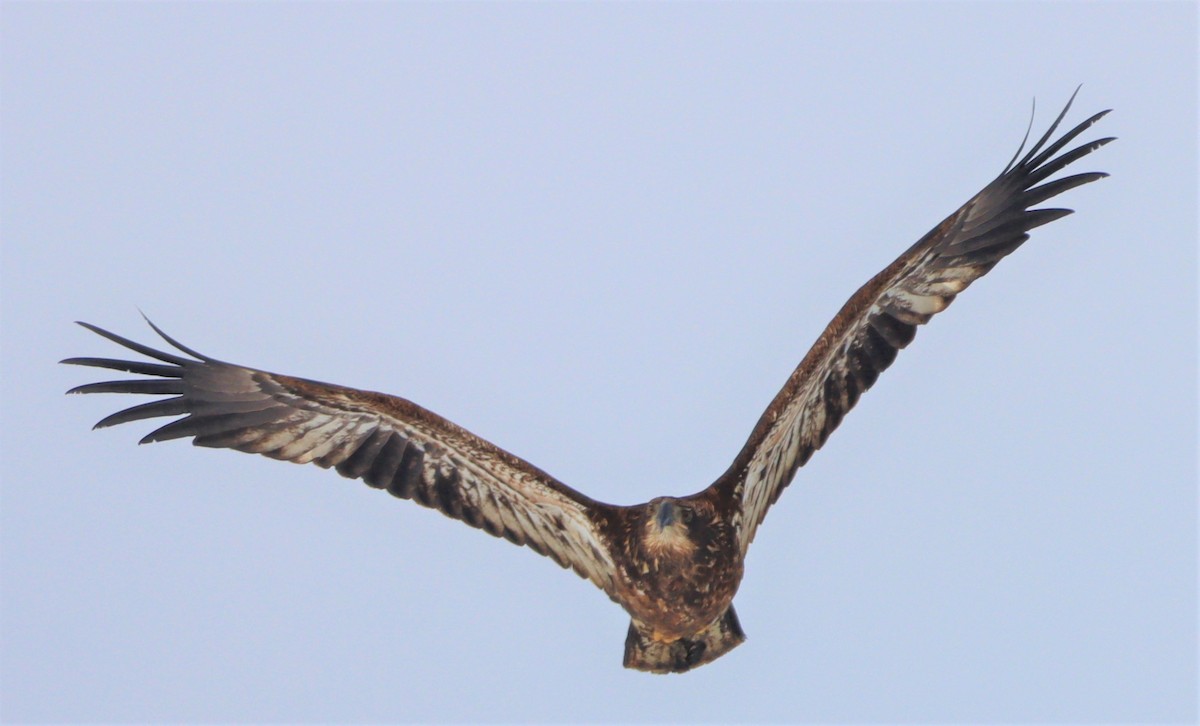 Weißkopf-Seeadler - ML414354351