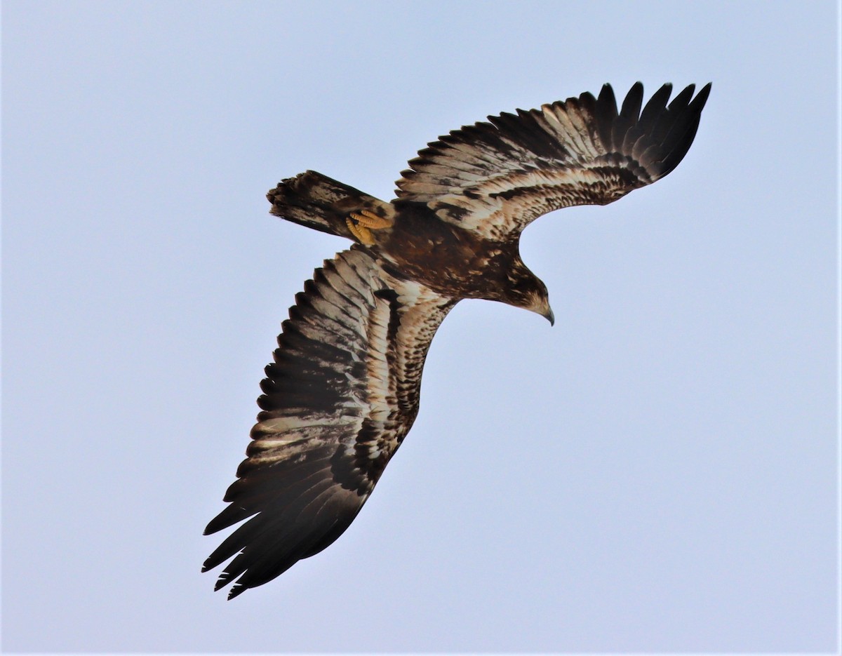 Weißkopf-Seeadler - ML414354361