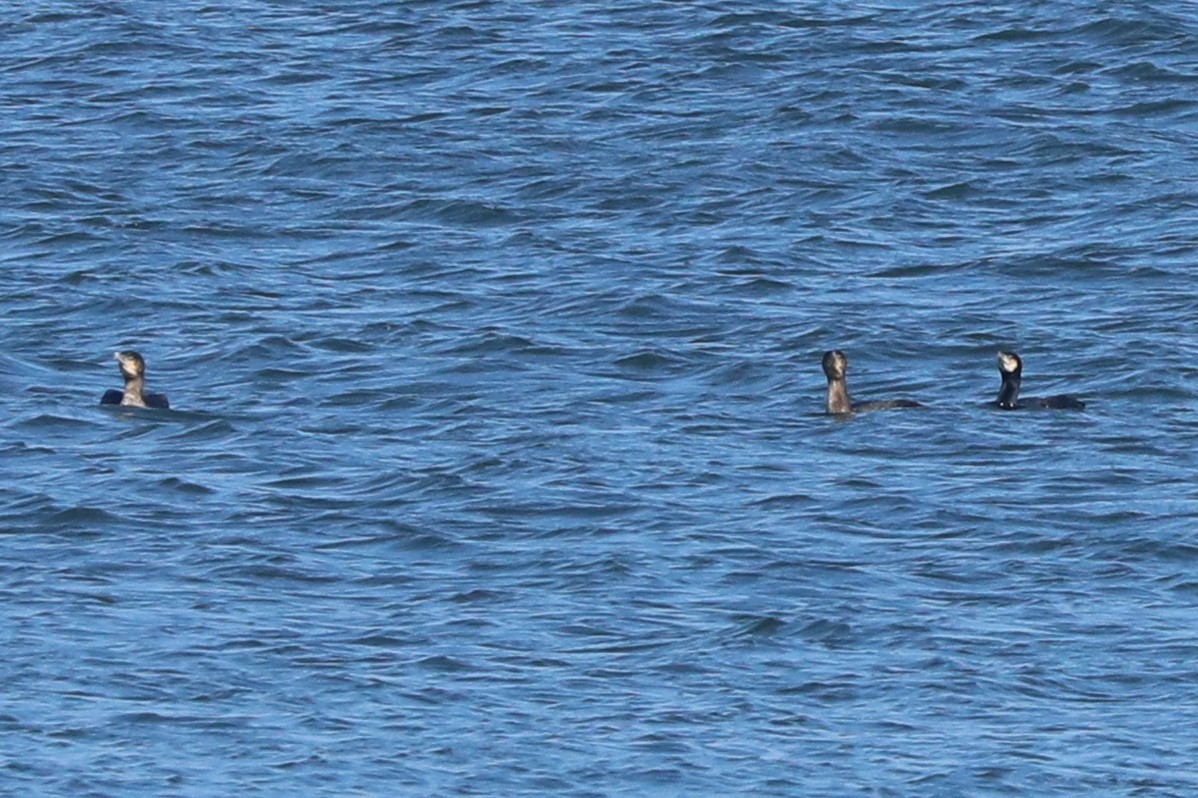 Great Cormorant - ML414354631