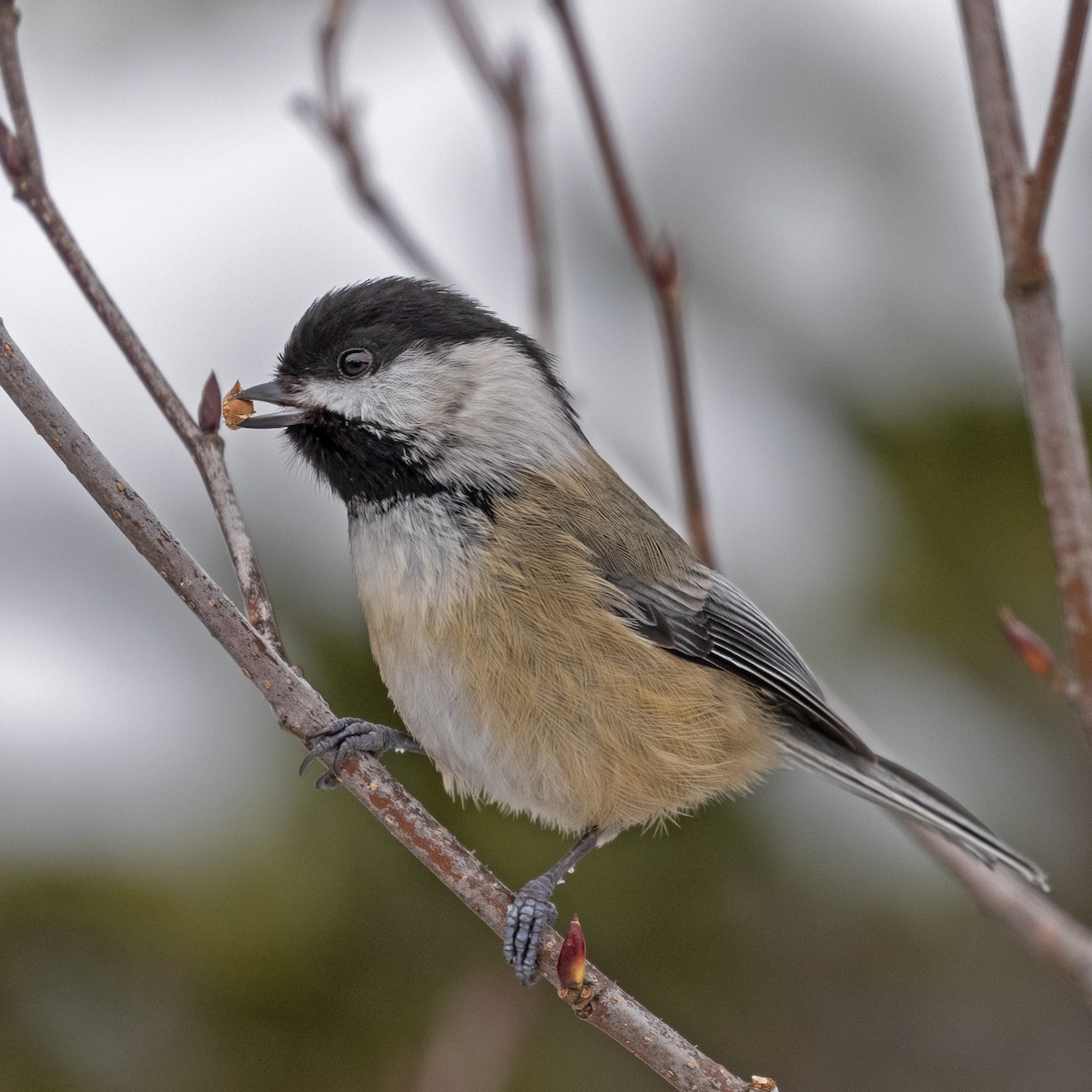 Black-capped Chickadee - ML414354701