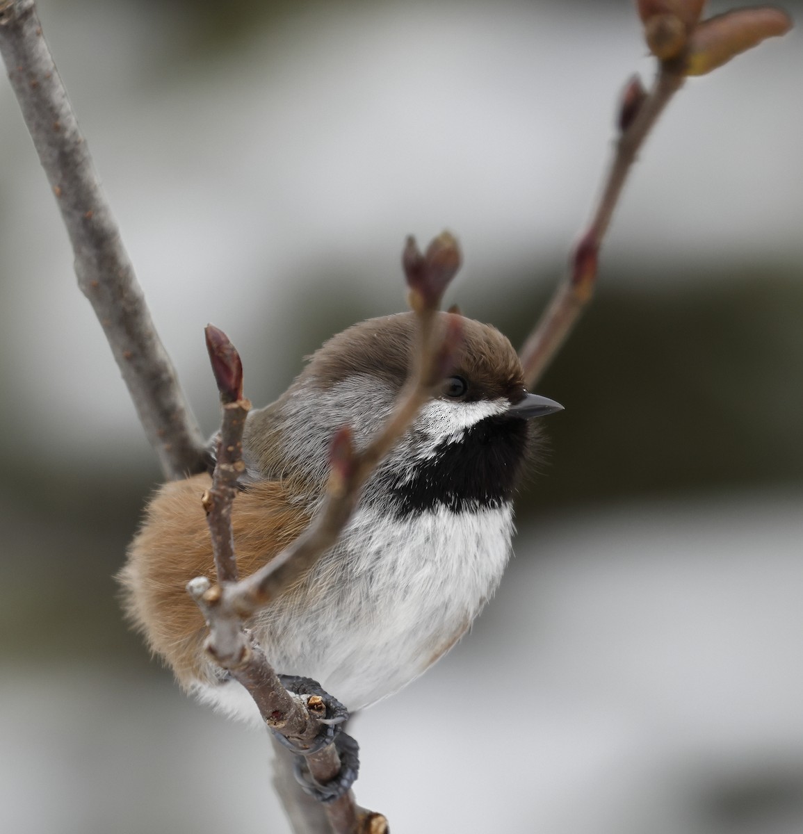 Boreal Chickadee - ML414354721