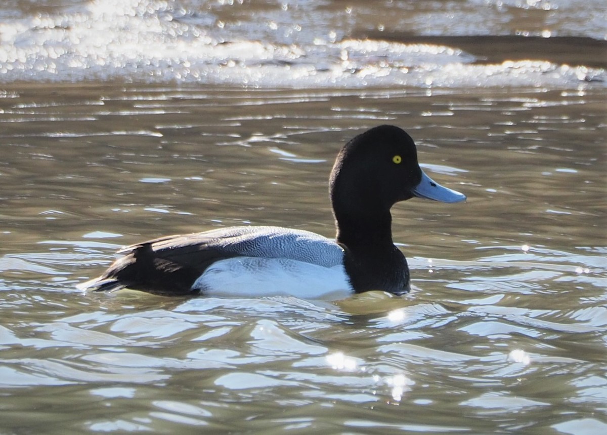 Greater Scaup - ML414354761