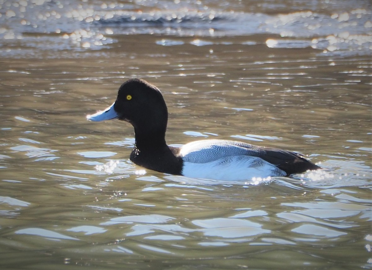 Greater Scaup - ML414354771