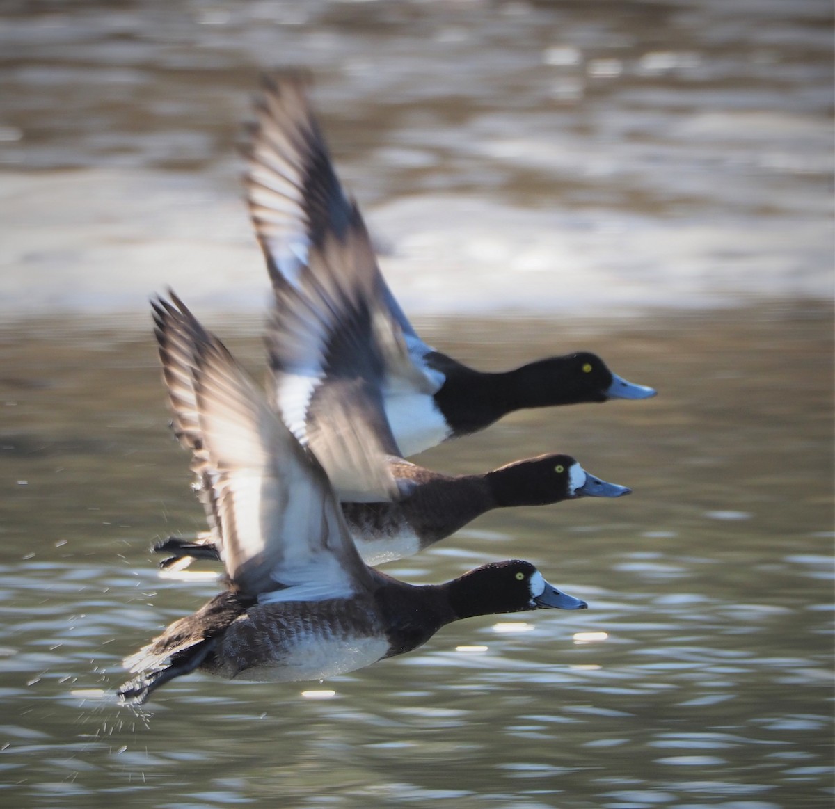 Greater Scaup - Dick Cartwright