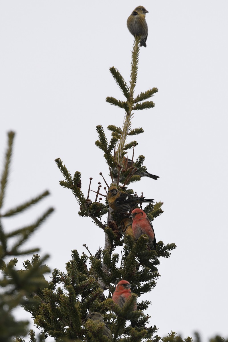 White-winged Crossbill - ML414354831