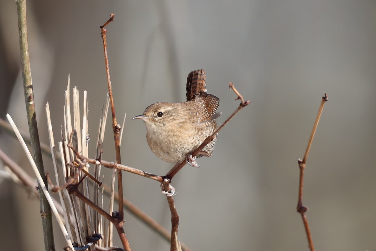 Winter Wren - Josh Yoder