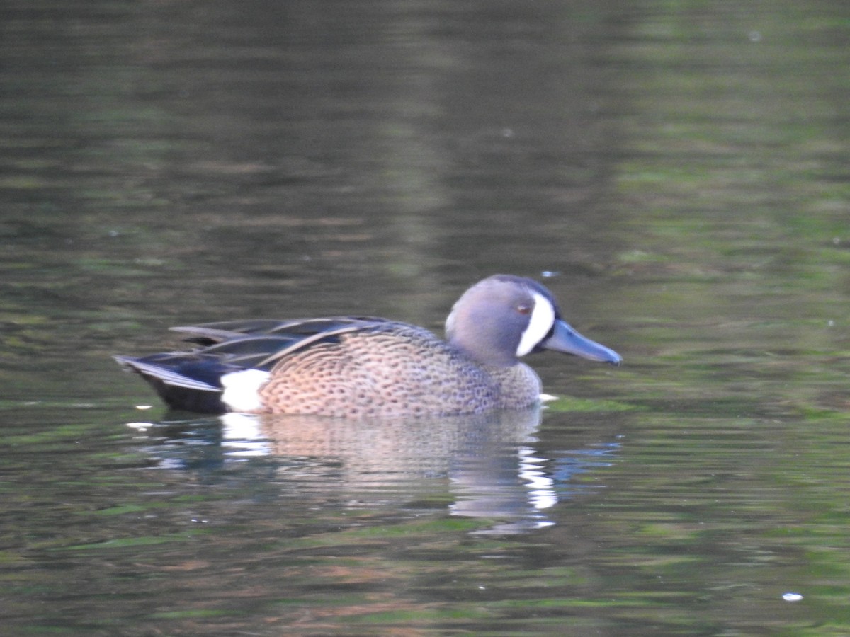Blue-winged Teal - ML414355311