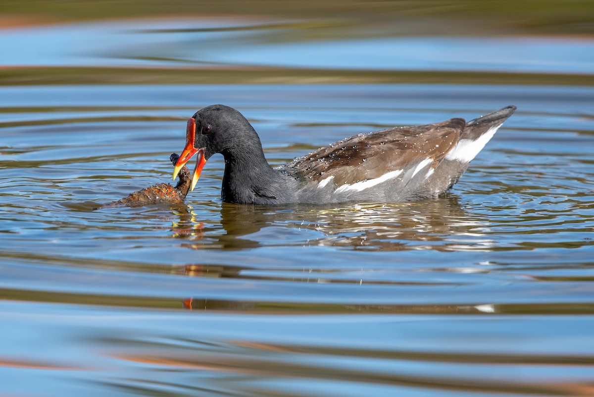 Common Gallinule - Gizella Nyquist