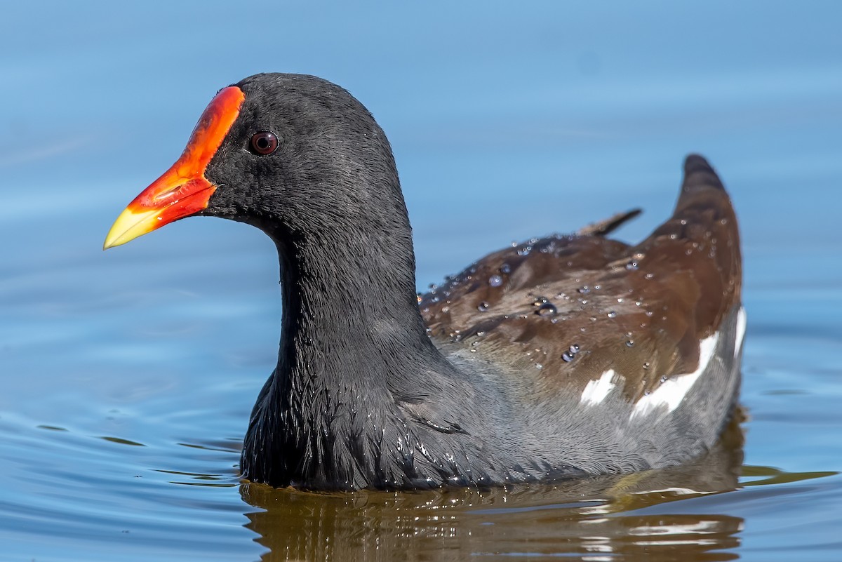 Common Gallinule - ML414358131