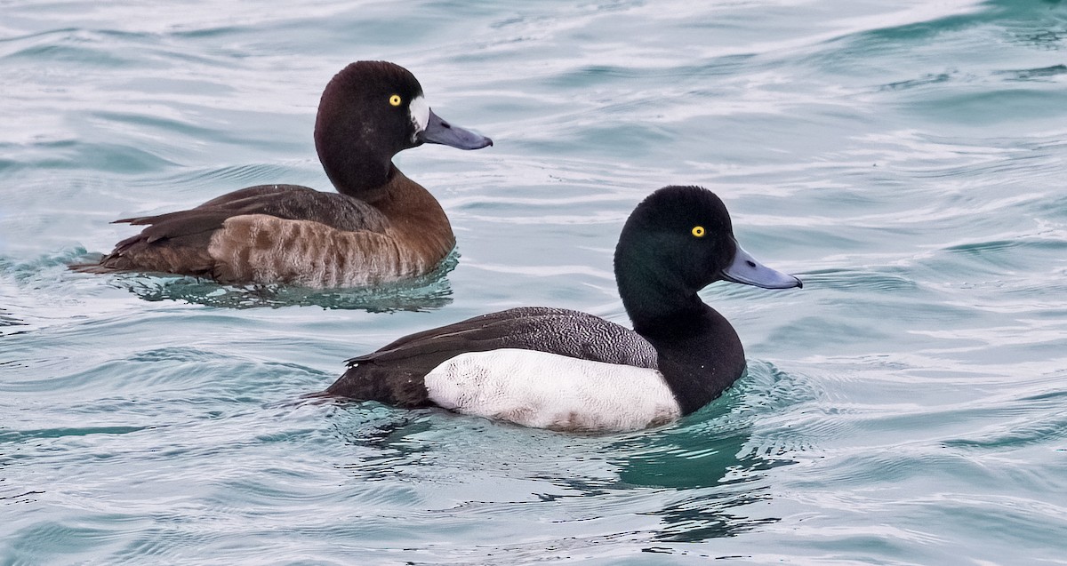 Greater Scaup - ML414358721