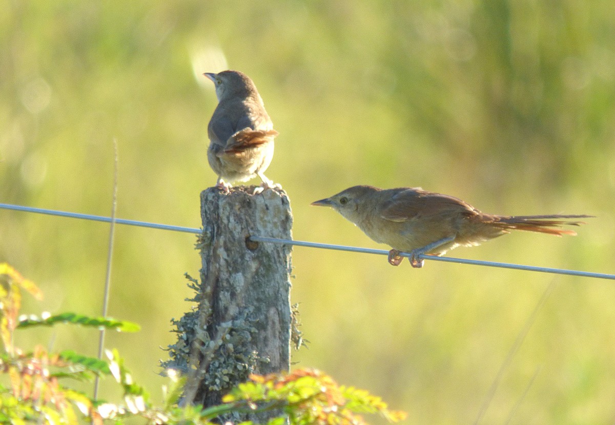 Freckle-breasted Thornbird - ML414358731