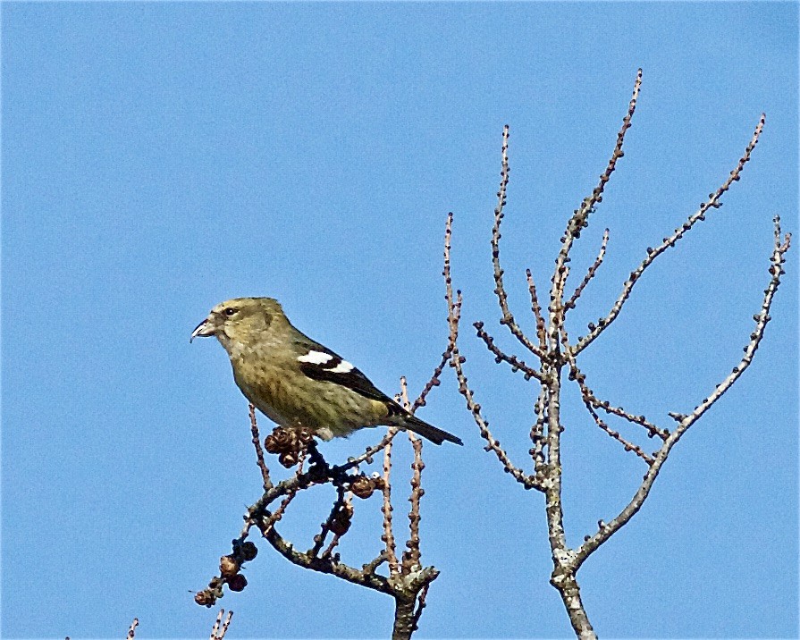 Шишкар білокрилий - ML414358901