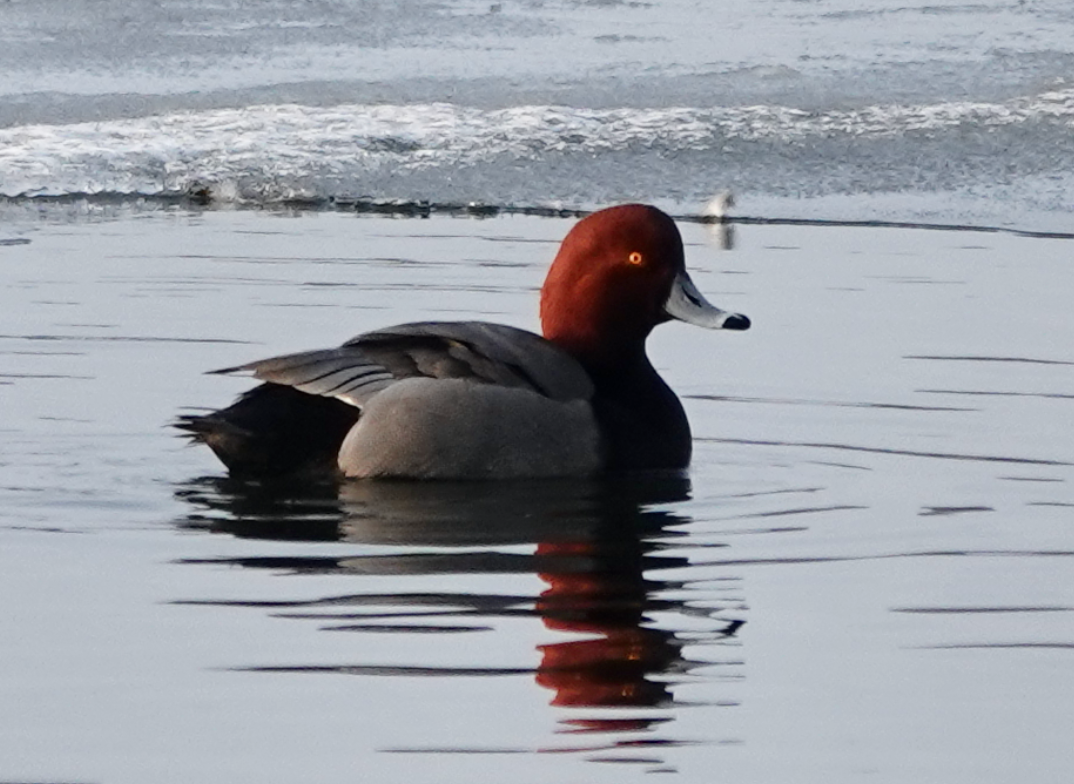 Redhead - ML414359121