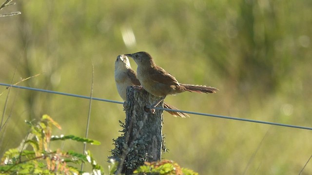 Freckle-breasted Thornbird - ML414359641