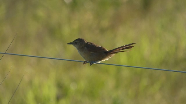 Freckle-breasted Thornbird - ML414360001