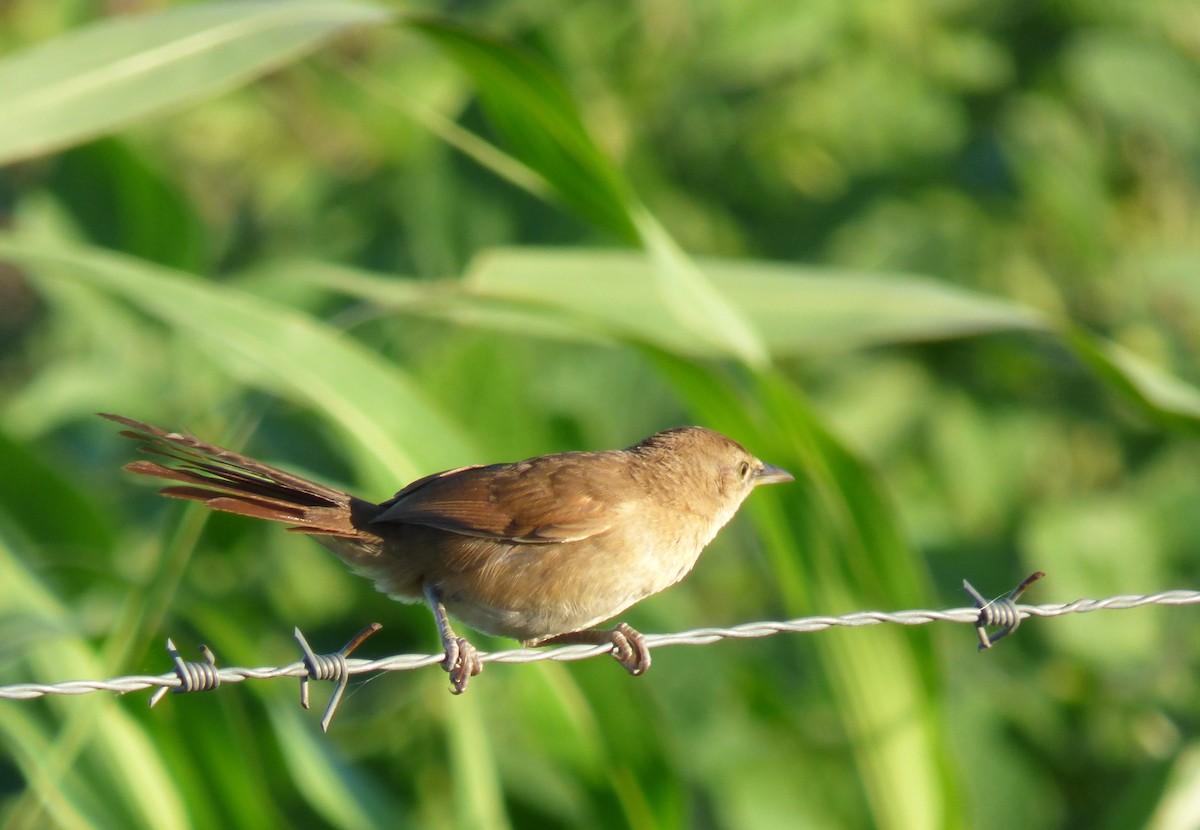 Freckle-breasted Thornbird - ML414361021