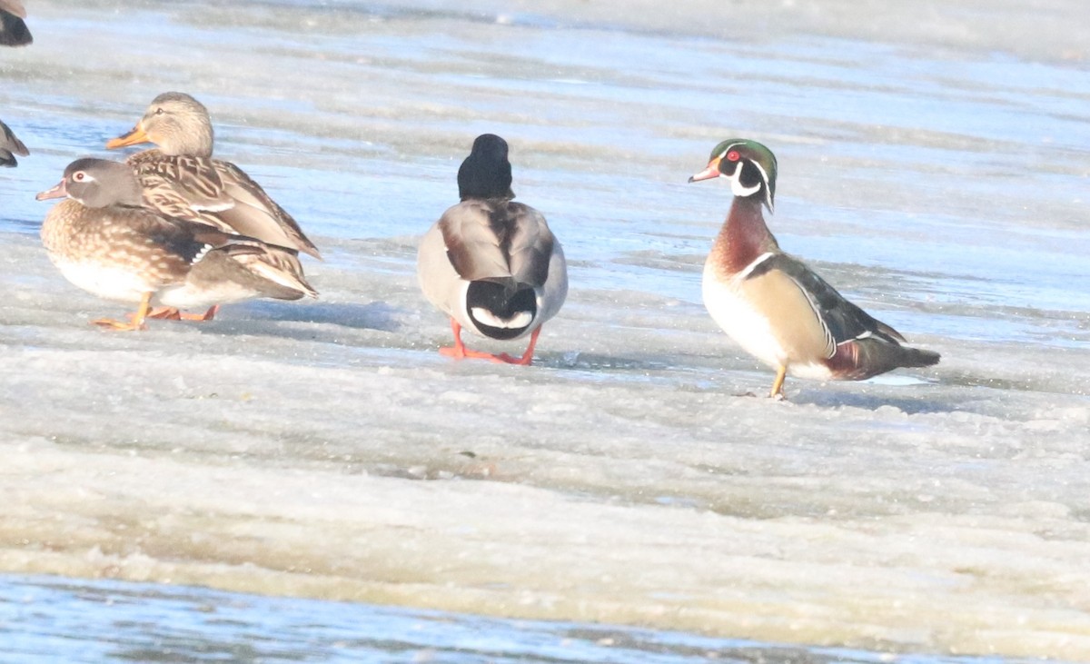 Canard branchu - ML414362771