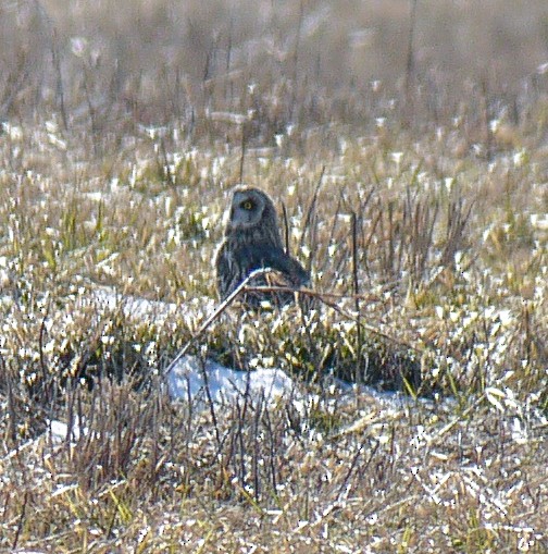 Short-eared Owl - Dale Bonk