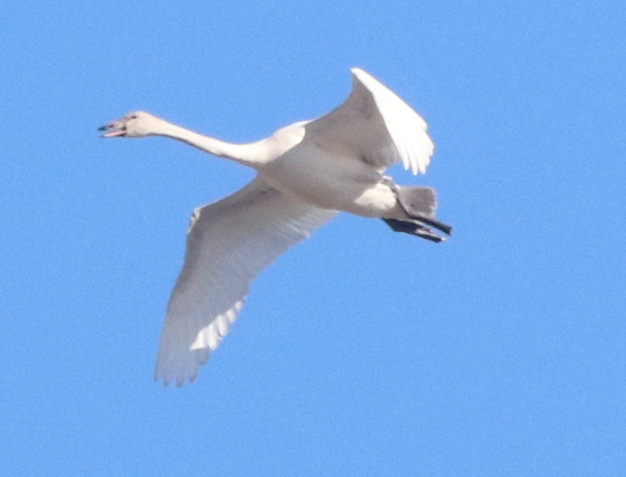 Tundra Swan - Ken Wat