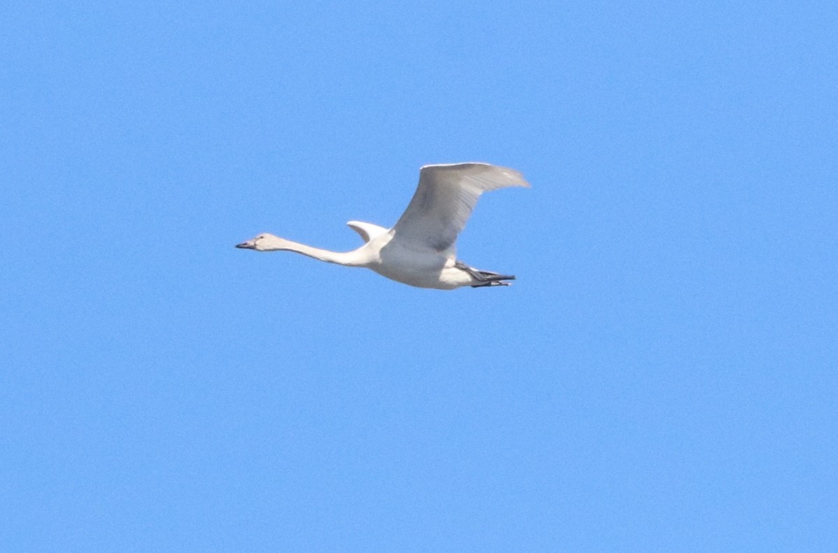 Tundra Swan - Ken Wat