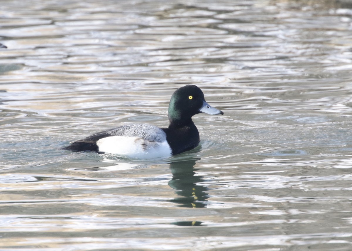 Greater Scaup - Dan Gesualdo