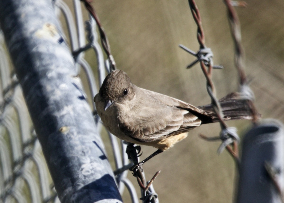 Say's Phoebe - Dave Bengston