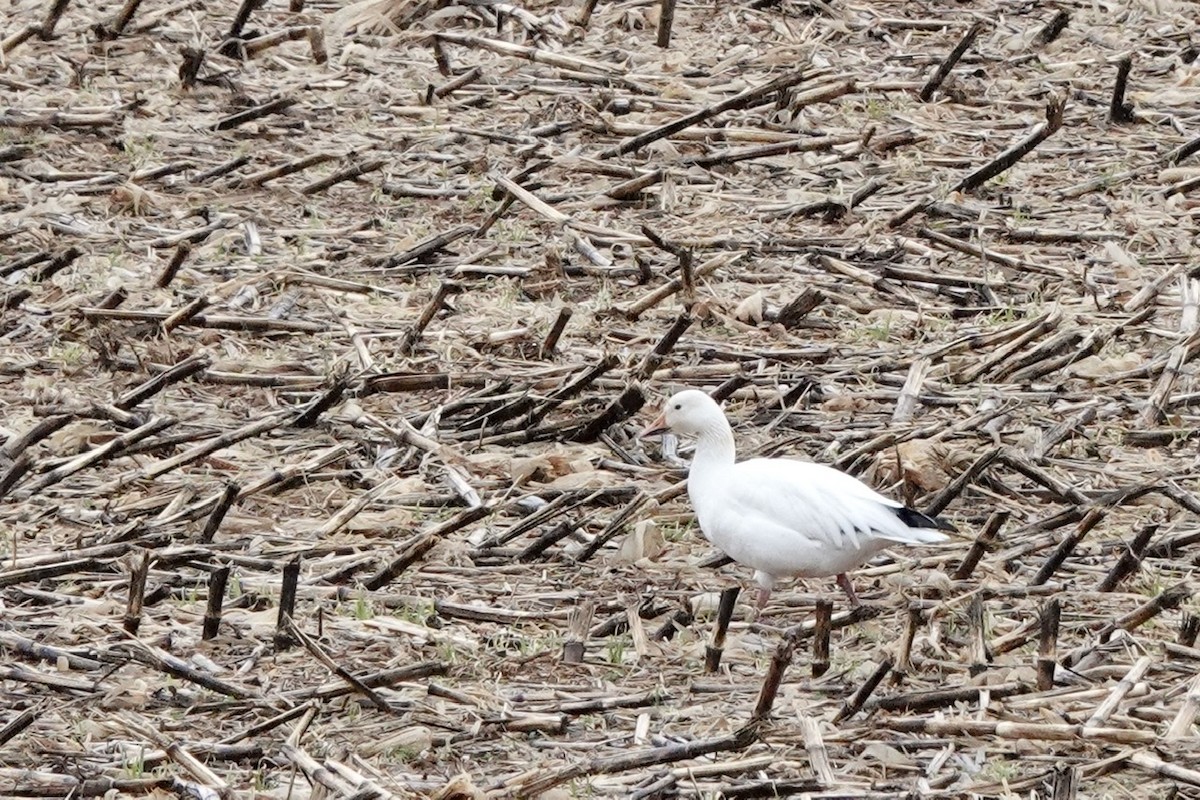 Snow Goose - ML414370501