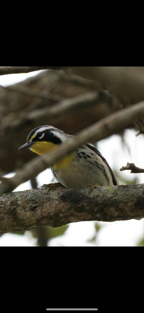 Yellow-throated Warbler - ML414371291